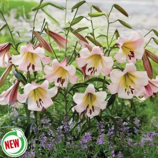 Eastern Moon Lily Thumbnail
